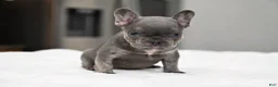 French Bulldog dogs for sale: French Bulldog 1 - Ad 4