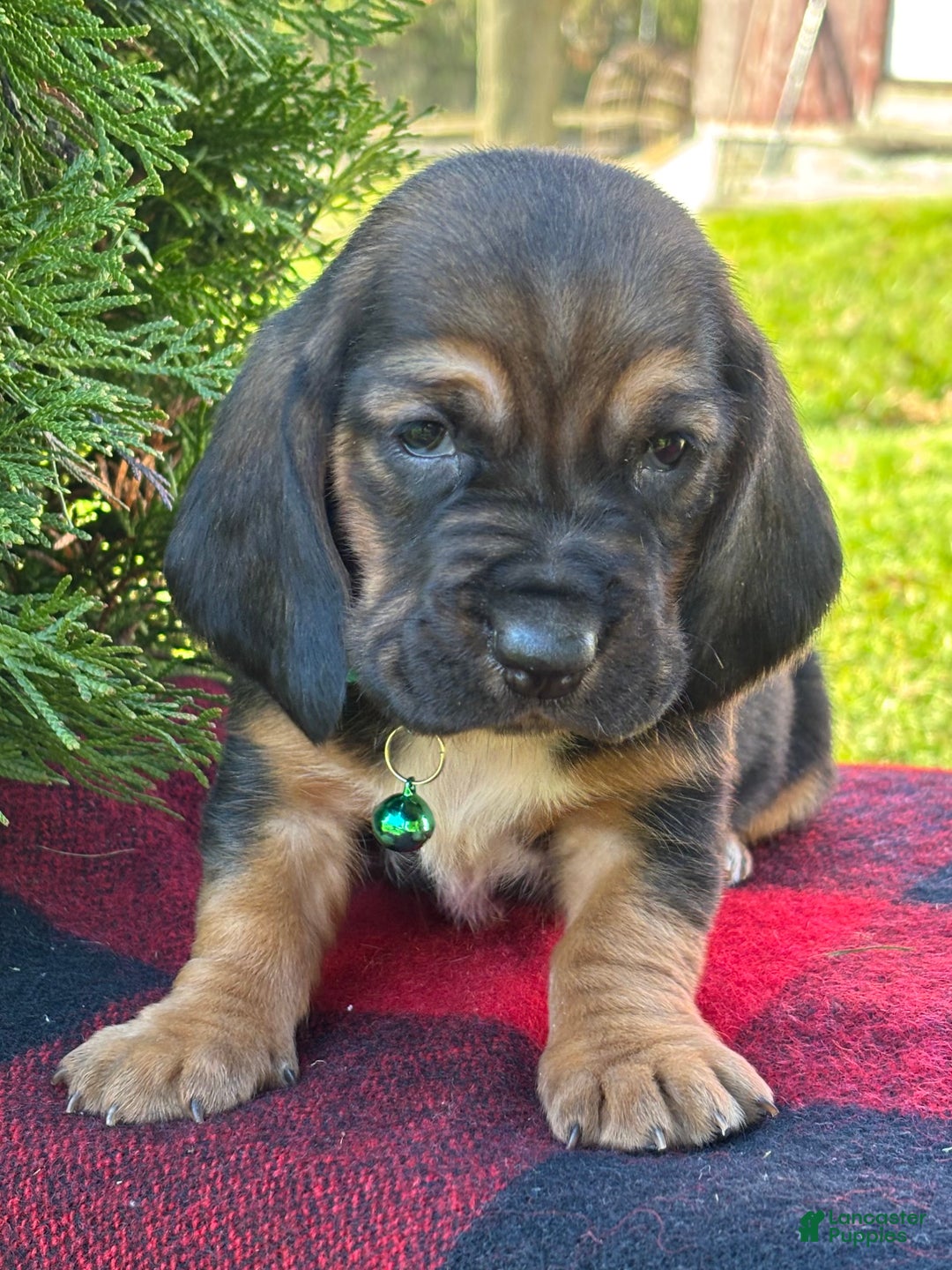 Basset Hound dogs for sale: Cindy Lou - Ad 5