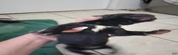 Great Dane dogs for sale: Great Dane 6 - Ad 2