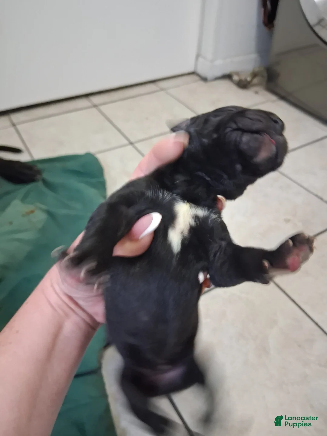 Great Dane dogs for sale: Great Dane 6 - Ad 2