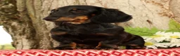 Miniature Dachshund dogs for sale: Bouncer - Ad 6