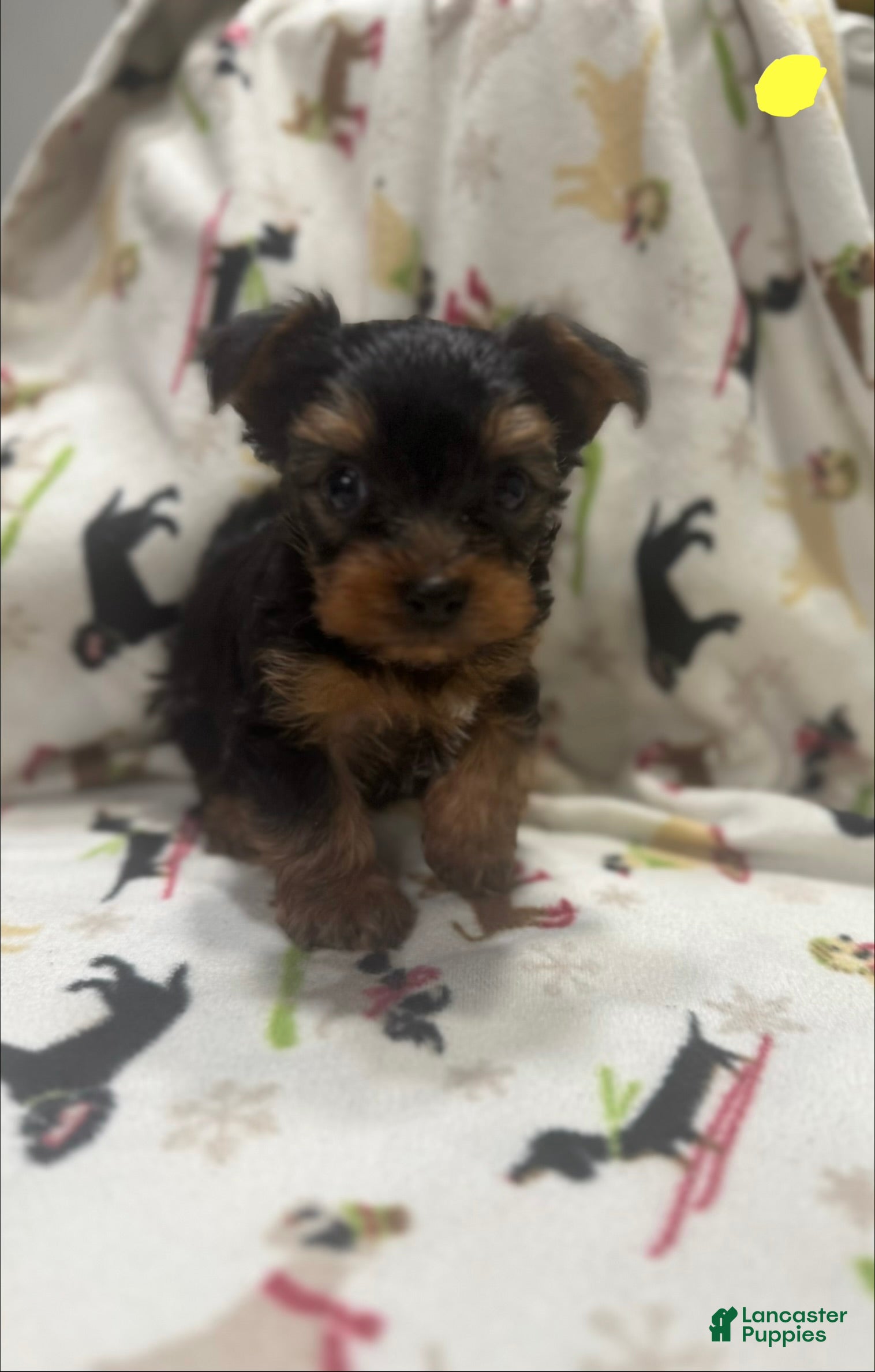 Yorkshire Terrier dogs Yorkshire Terrier Puppy 6 - Ad 4