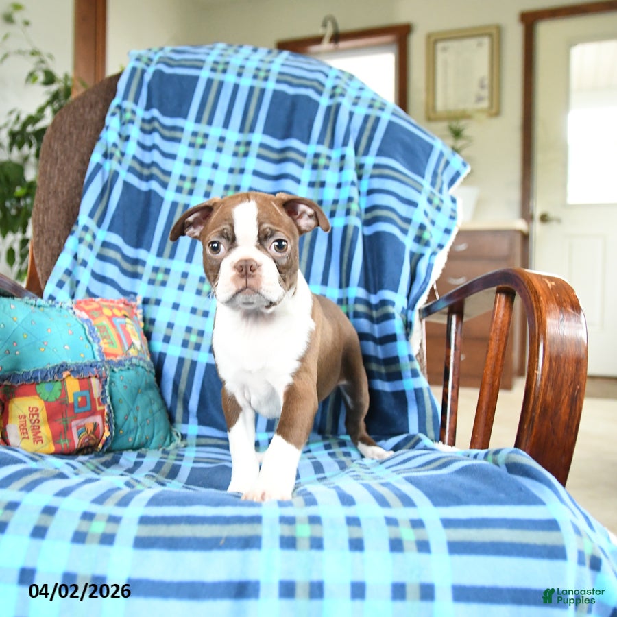 Boston Terrier dogs Wonda - Ad 2