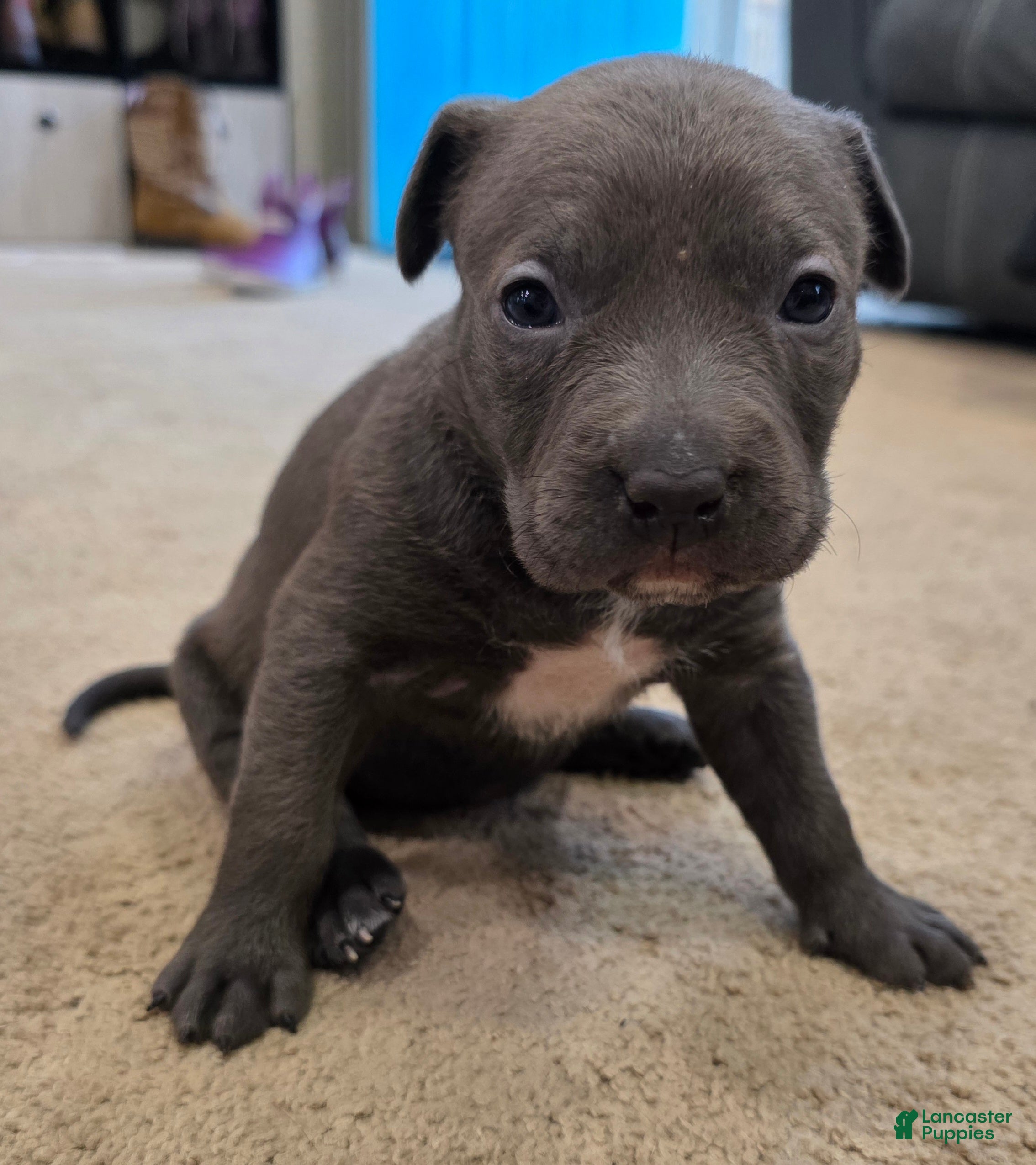 American Staffordshire Terrier dogs American Staffordshire Terrier Puppy 3 - Ad 10