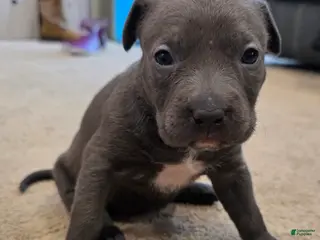 American Staffordshire Terrier dogs American Staffordshire Terrier Puppy 3 - Ad 10