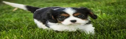 Cavalier King Charles Spaniel dogs for sale: Landry - Ad 6