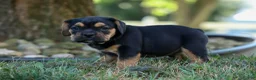 Beabull dogs for sale: Ace 🐶✨ - Ad 17