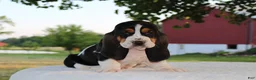 Basset Hound dogs for sale: Macy - Ad 4
