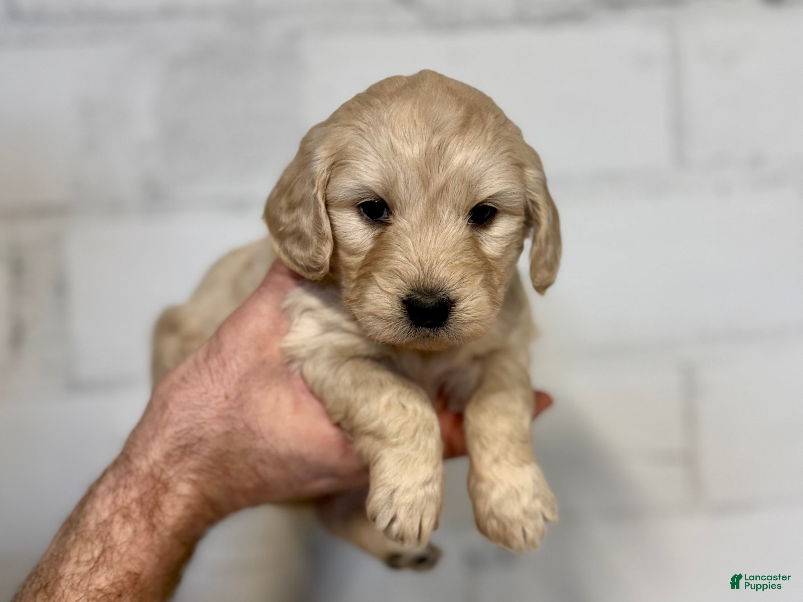 Mini Goldendoodle dogs Holly - Ad 42