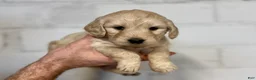 Mini Goldendoodle dogs for sale: Mini Goldendoodle litter of 7 puppies - Ad 38