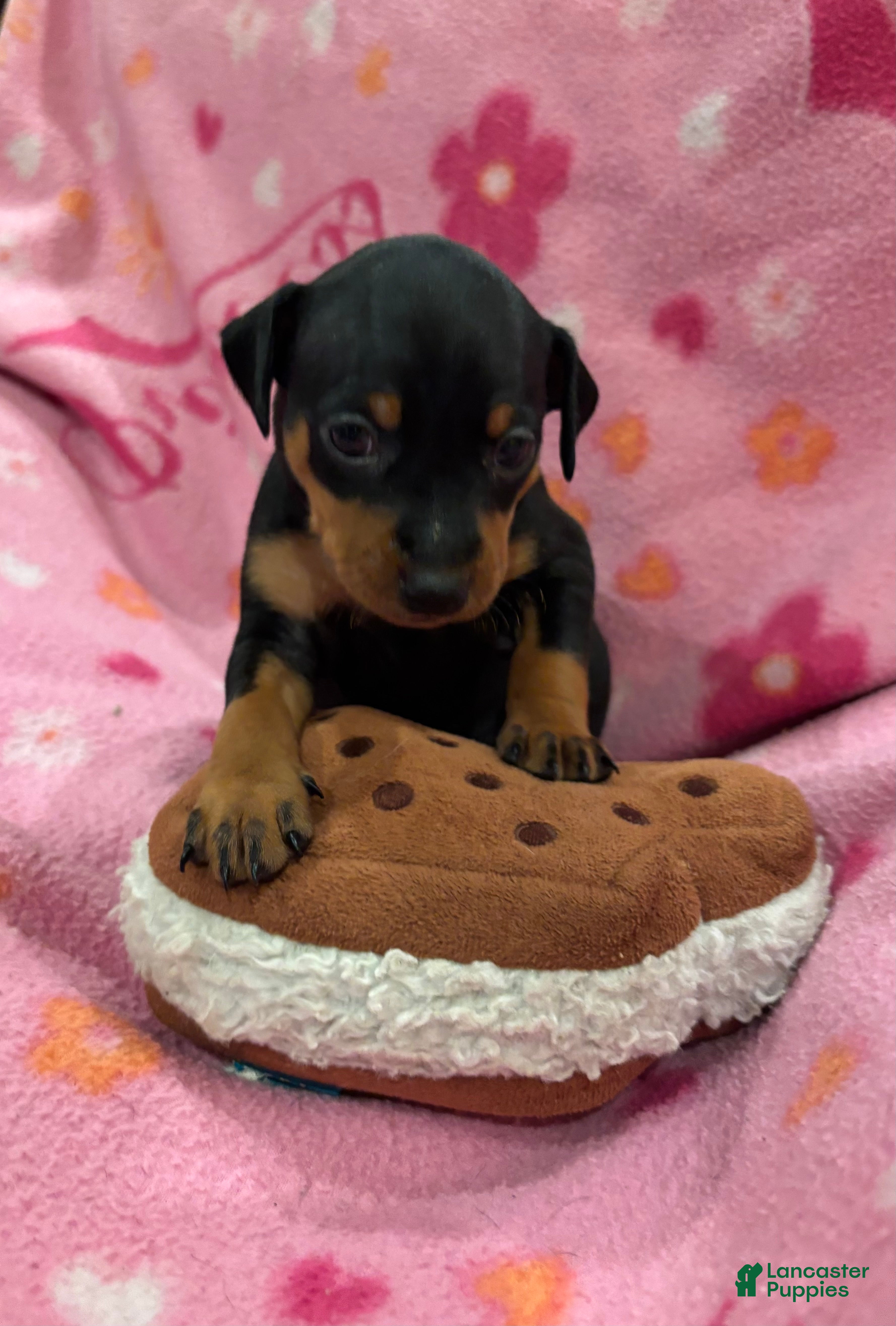 Miniature Pinscher dogs Miniature Pinscher Puppy 4 - Ad 17