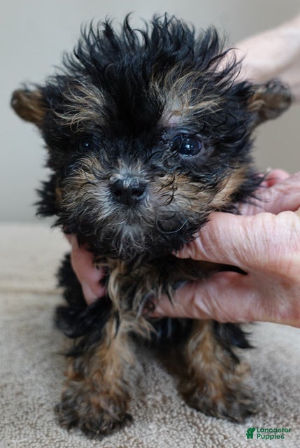 Maltipoo dogs 1 POUND!!!!!!!!!!!!! Aurora - Ad 22