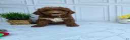 Mini Goldendoodle dogs for sale: Mini Goldendoodle 2 - Ad 3