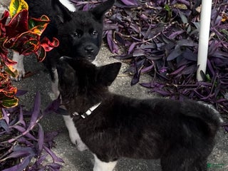 Akita dogs Akita Puppy 1 - Ad 3