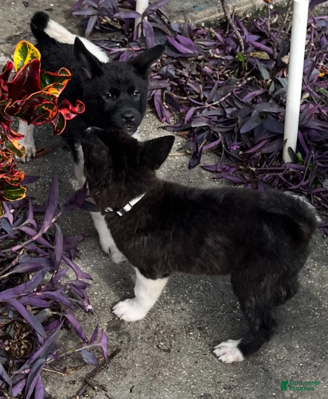 Akita dogs for sale: Akita Puppy 1 - Ad 1