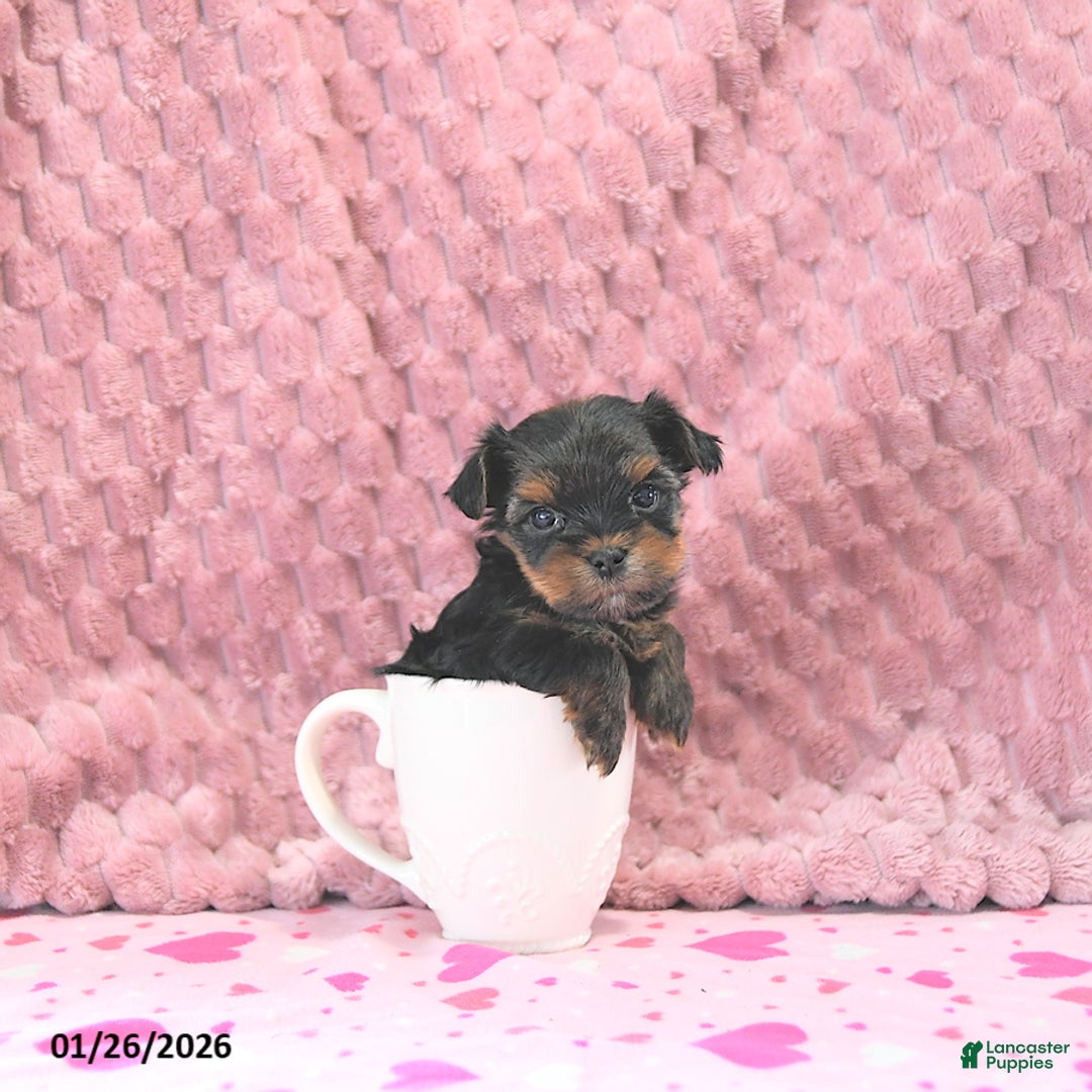 Yorkshire Terrier dogs for sale: Bennett EXTRA SMALL - Ad 1