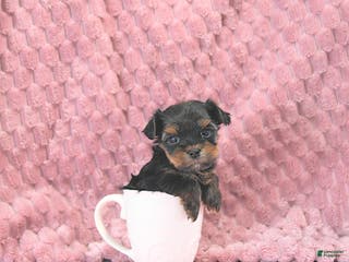 Yorkshire Terrier dogs Bennett EXTRA SMALL - Ad 1