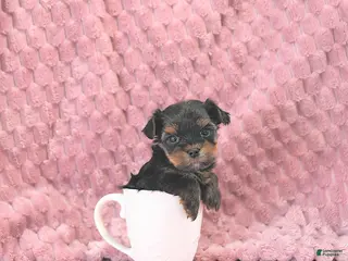 Yorkshire Terrier dogs Bennett EXTRA SMALL - Ad 6
