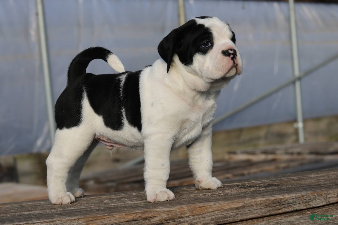 Mixed Breed dogs for sale: Snoopy  - Ad 2