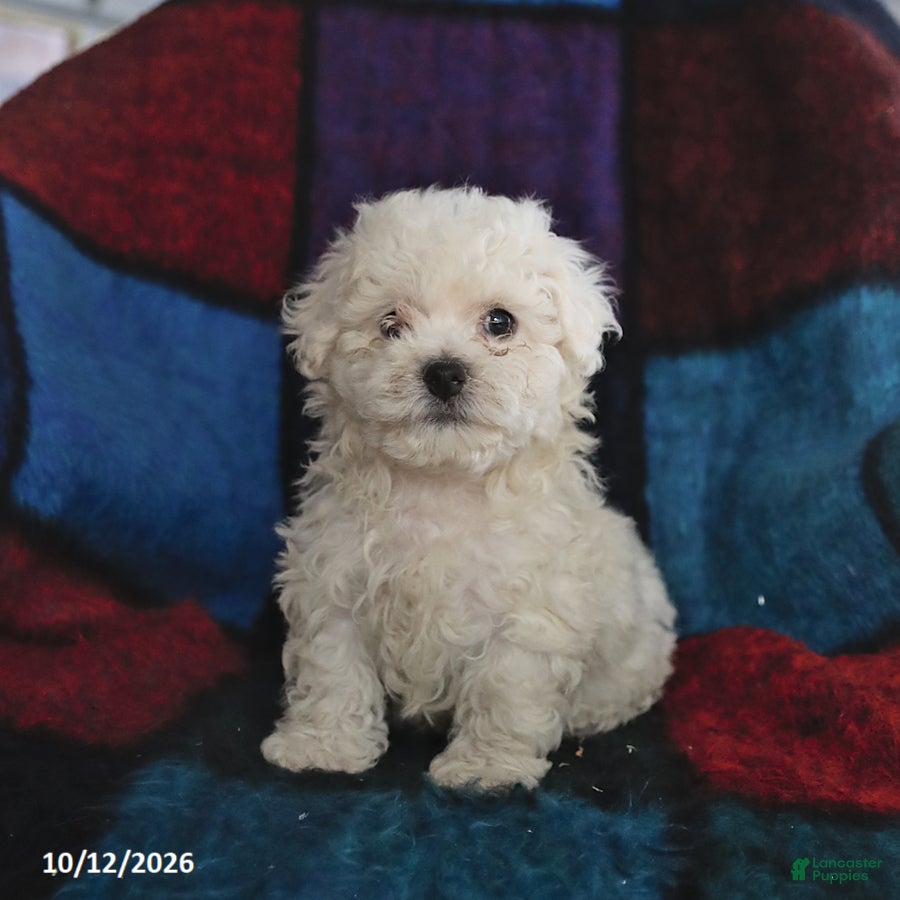 Maltese dogs Skippy - Ad 1