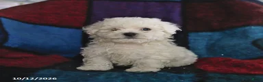 Skippy