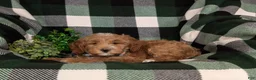 Mini Goldendoodle dogs for sale: Bronco Hypoallergenic - Ad 4