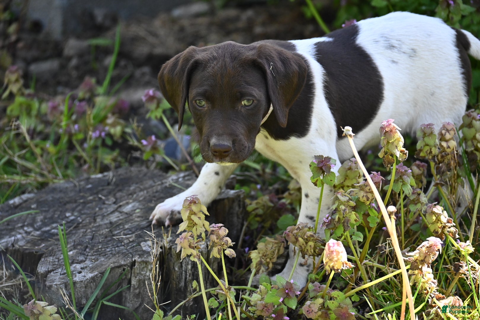 German Shorthaired Pointer dogs Brinley - Ad 15
