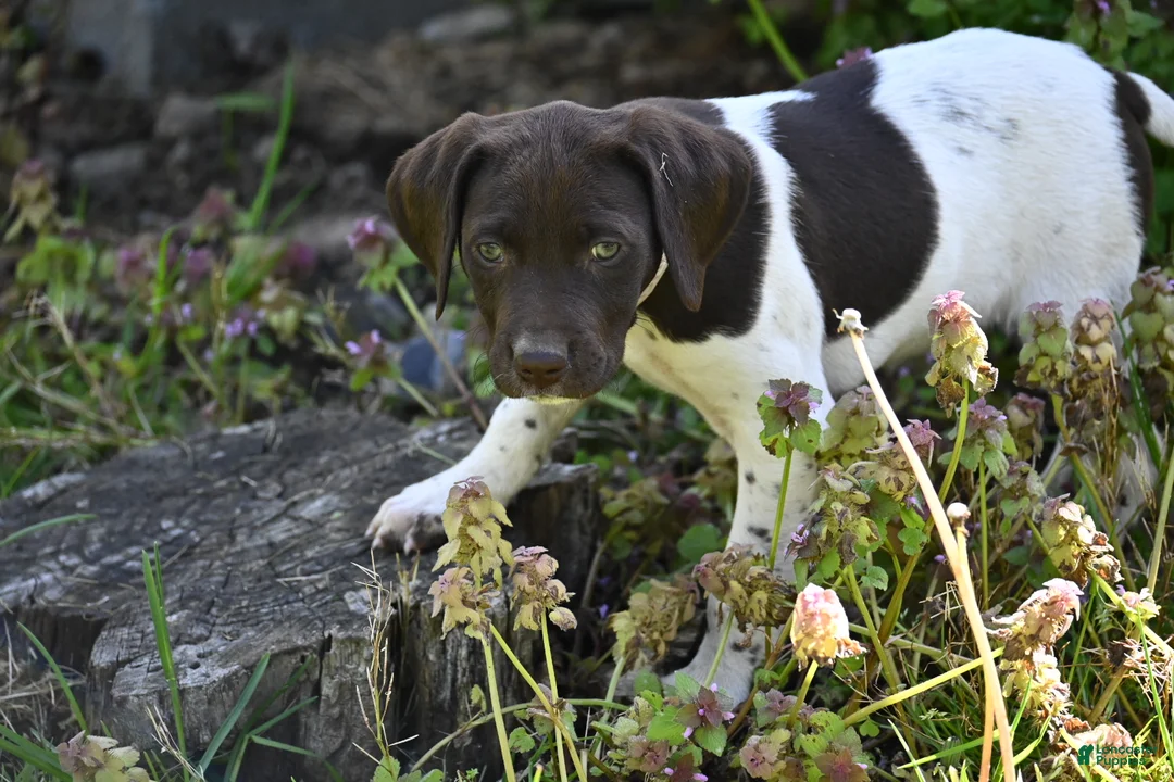 German Shorthaired Pointer dogs for sale: Brinley - Ad 1