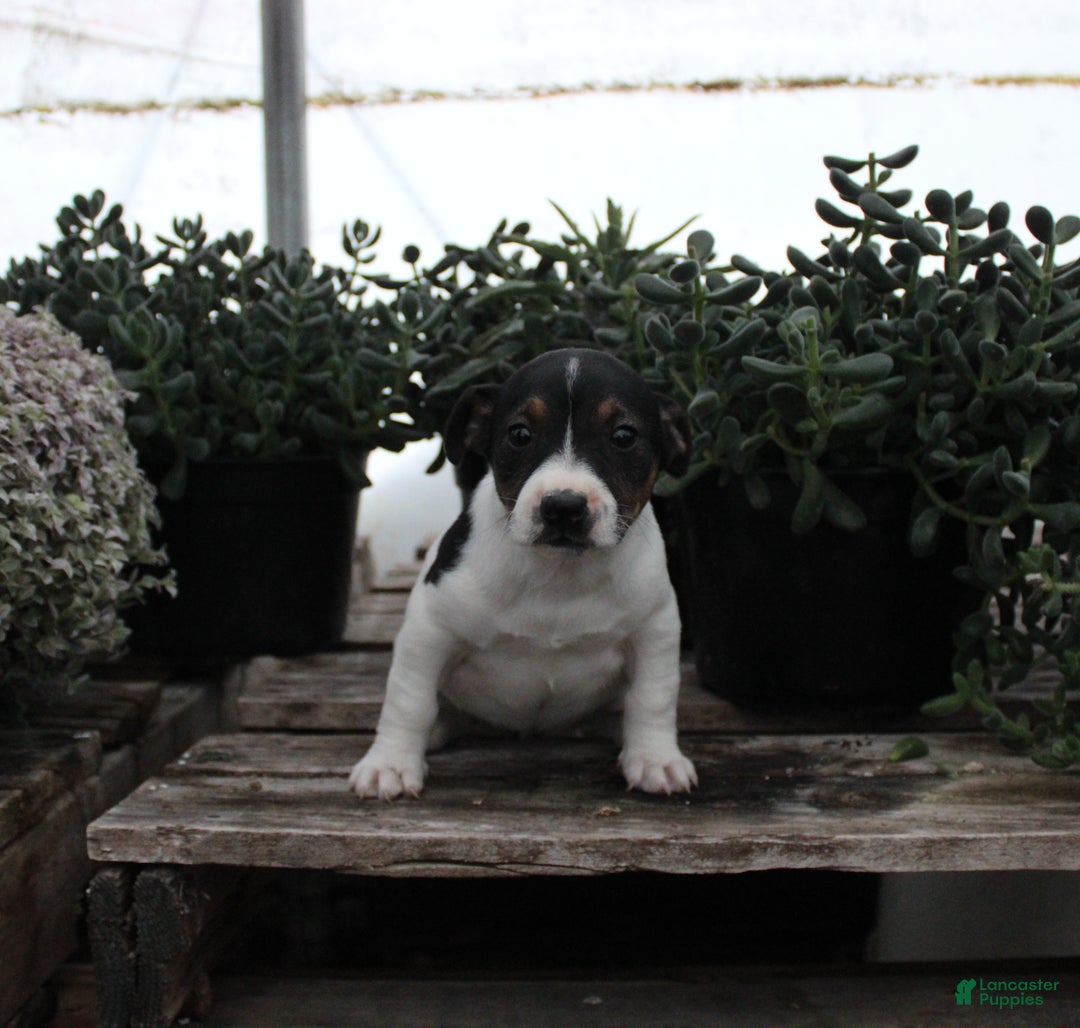 Jack Russell Terrier dogs for sale: Shelia - Ad 1
