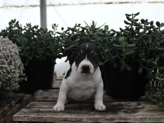 Jack Russell Terrier dogs Shelia - Ad 38