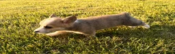 Welsh Corgi Pembroke dogs for sale: Mable - Ad 4