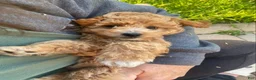 Mini Goldendoodle dogs for sale: Queen Callie Ann - Ad 1