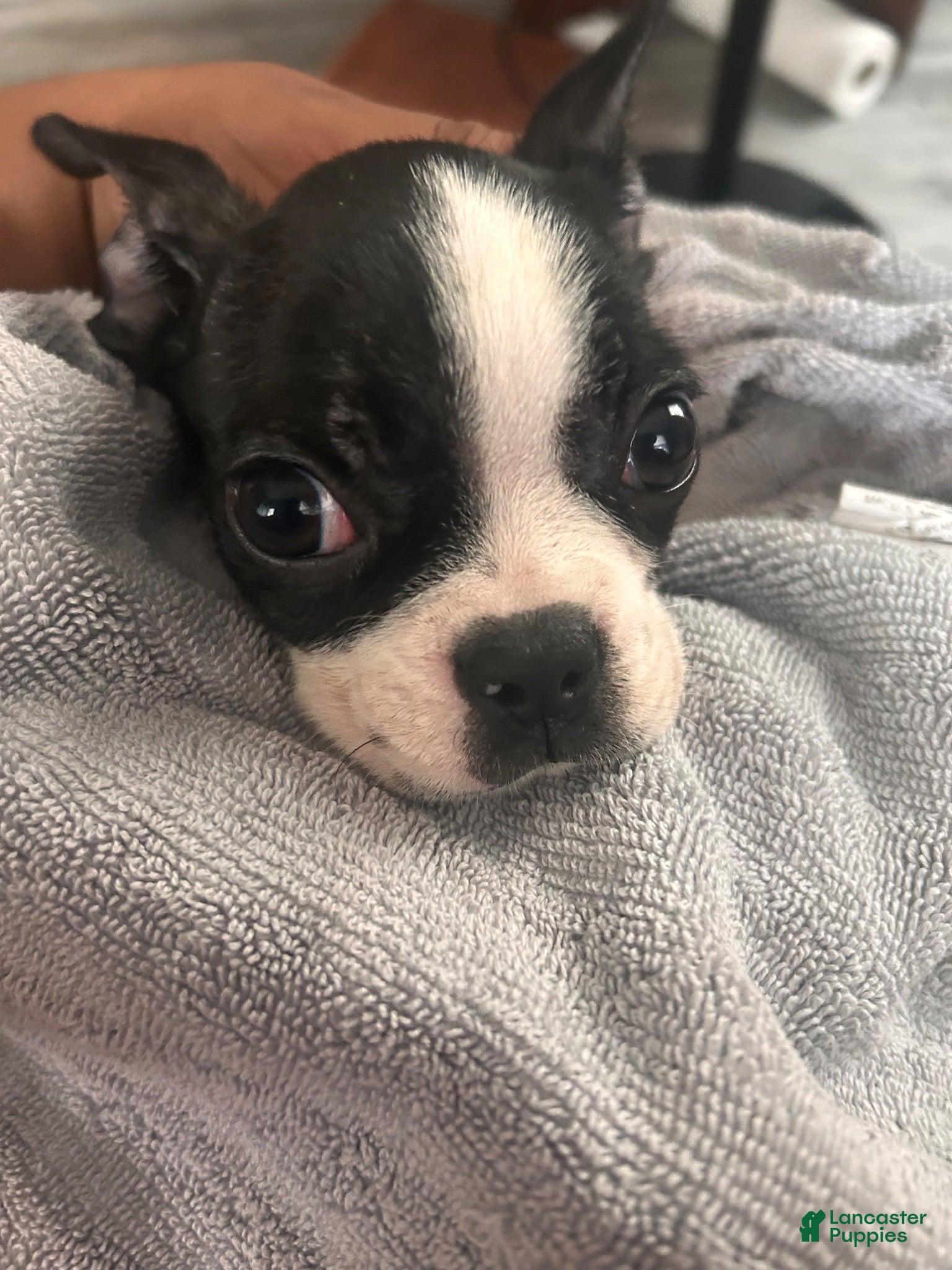 Boston Terrier dogs Boston Terrier 1 - Ad 31