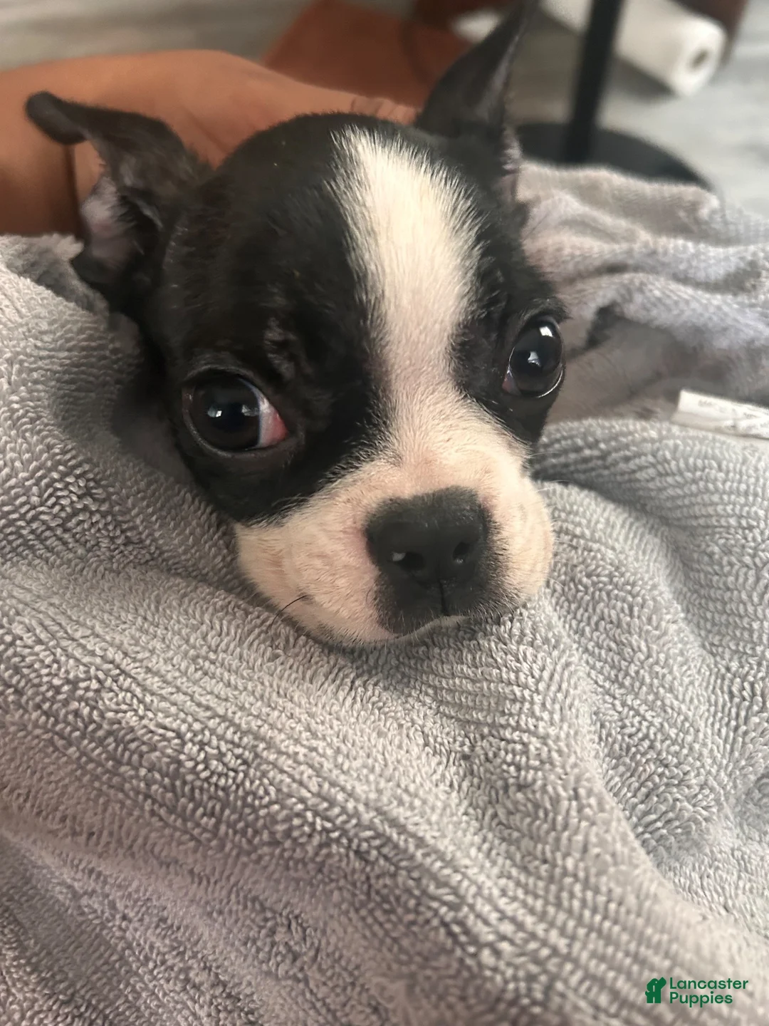 Boston Terrier dogs for sale: Boston Terrier 1 - Ad 1