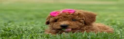 Miniature Poodle dogs for sale: Zuzu - Ad 14