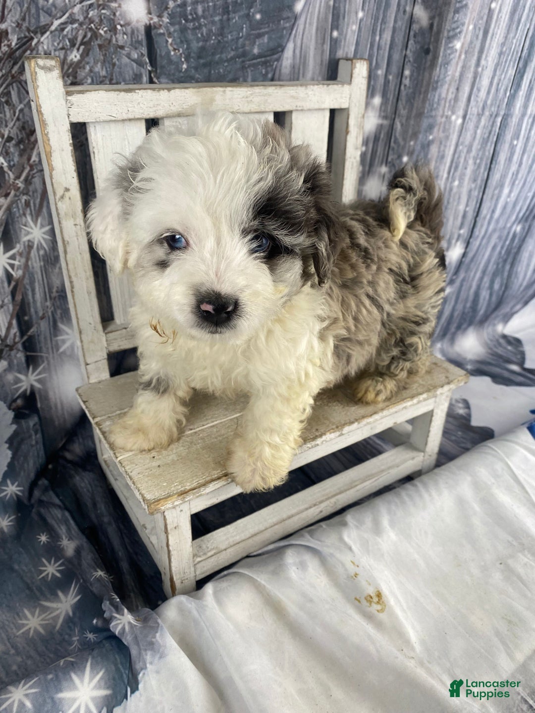 Mini Aussiedoodle dogs for sale: Iris - Ad 2