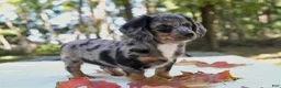 Miniature Dachshund dogs for sale: Sonny - Ad 5