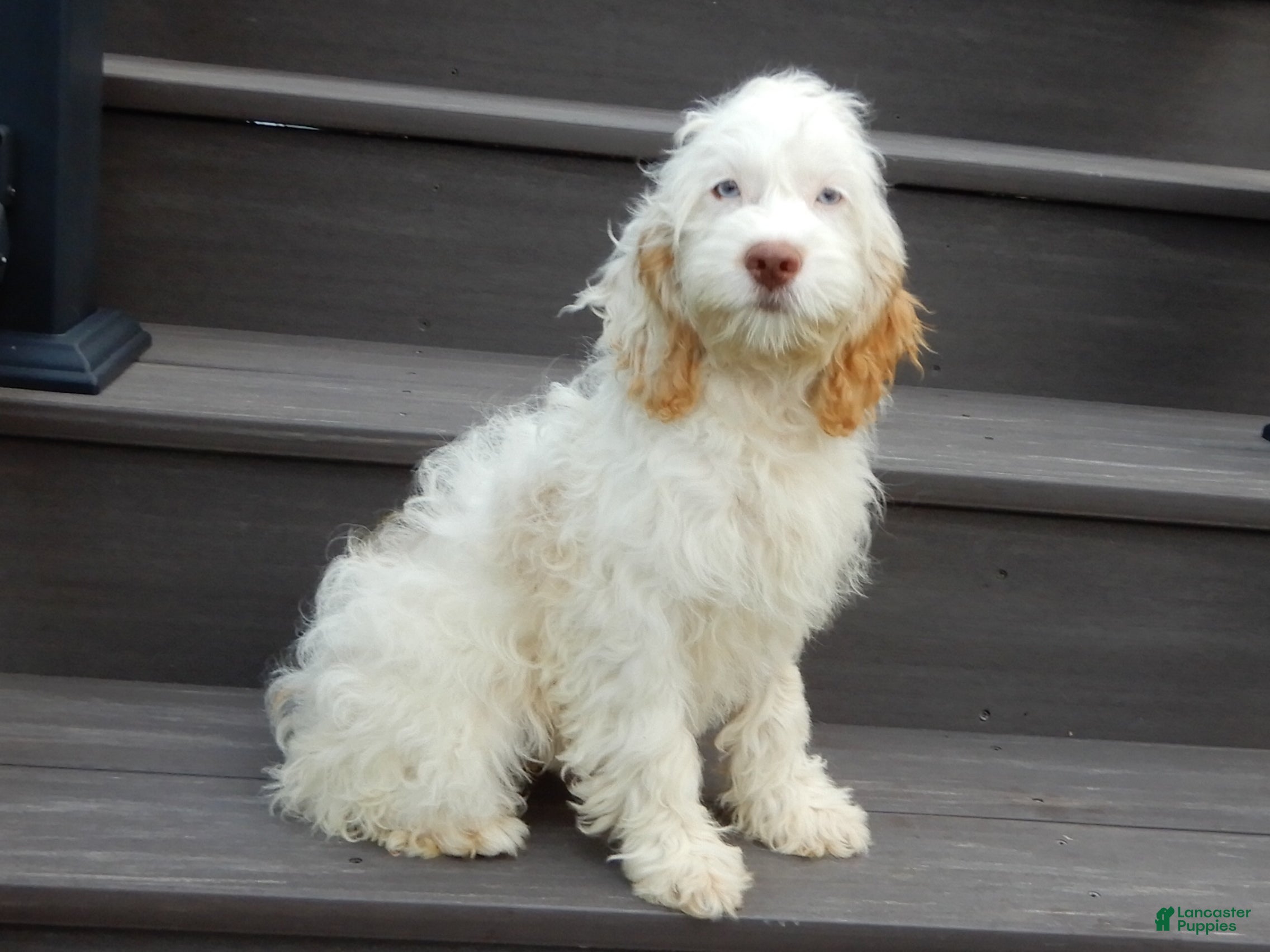 Cockapoo dogs Maci - Ad 2