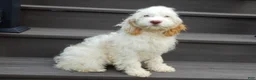 Cockapoo dogs for sale: Maci - Ad 2