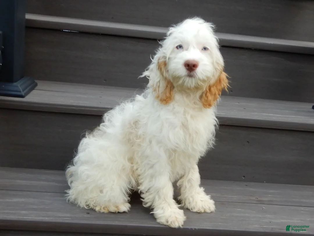 Cockapoo dogs for sale: Maci - Ad 2