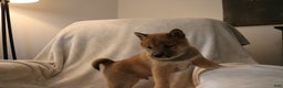 Shiba Inu dogs for sale: Sarge - Ad 11