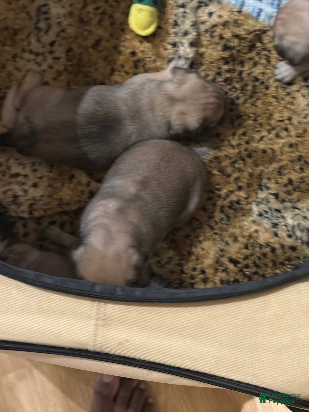Pug dogs for sale: Pug Puppy 3 - Ad 9