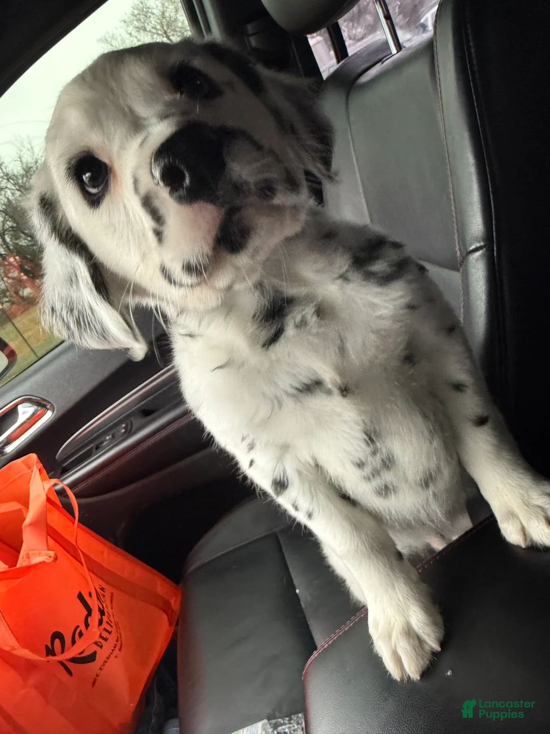 Dalmatian dogs for sale: Long hair boy - Ad 7