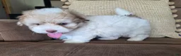 Maltipoo dogs for sale: Alex - Ad 10