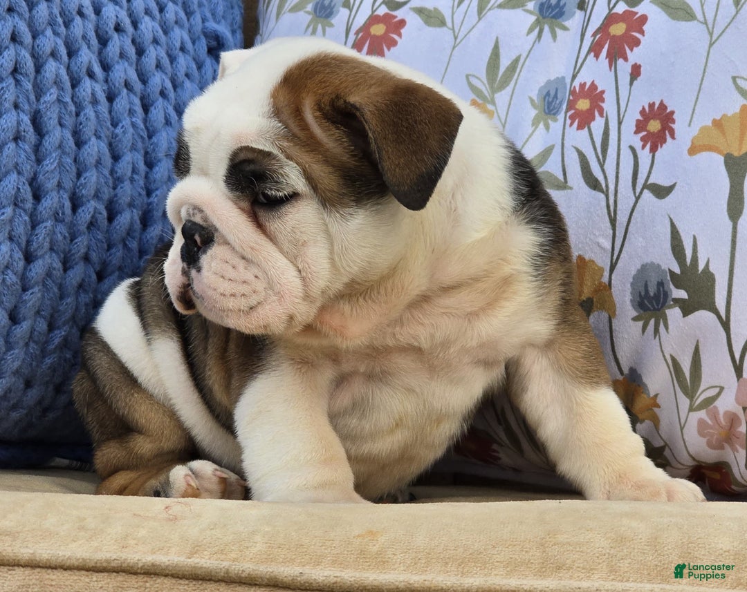 English Bulldog dogs for sale: Buddy - Ad 7