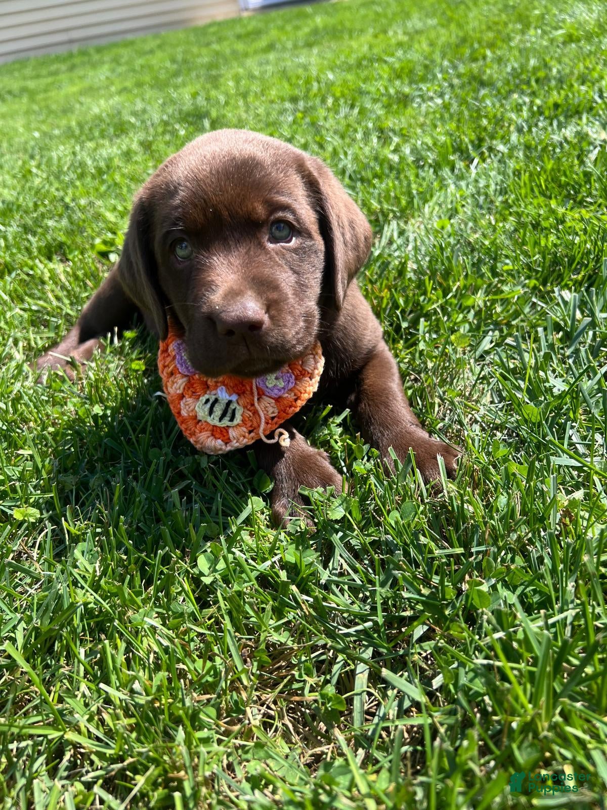 Labrador Retriever dogs Pumpkin - Ad 2