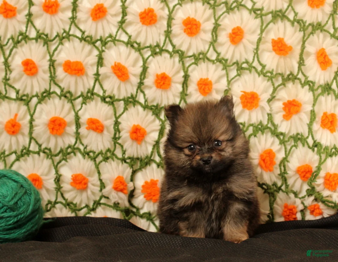 Pomeranian dogs for sale: Karter - Ad 4