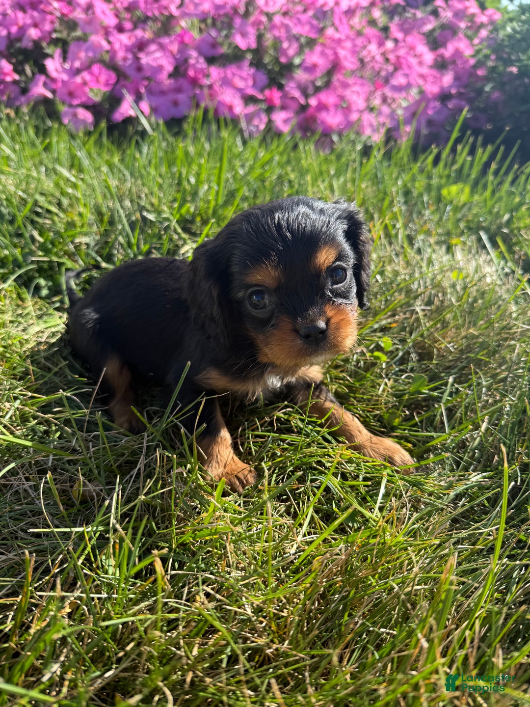 Cavalier King Charles Spaniel dogs for sale: Roscoe - Ad 33