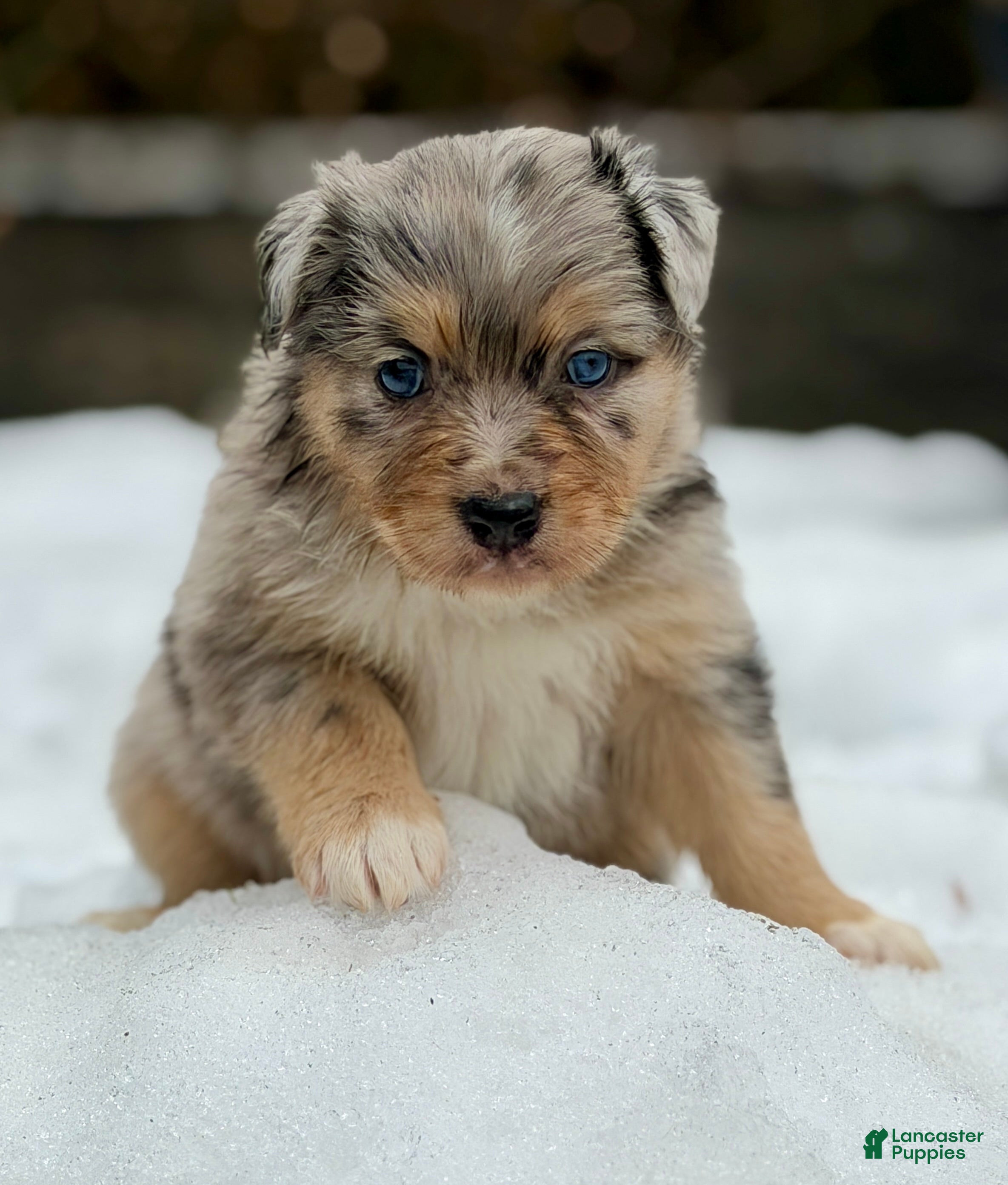 Australian Shepherd dogs River - Ad 41