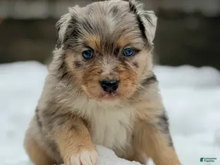 Australian Shepherd dogs River - Ad 41